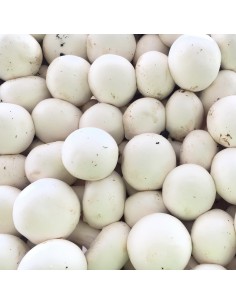 Funghi Champignon 2