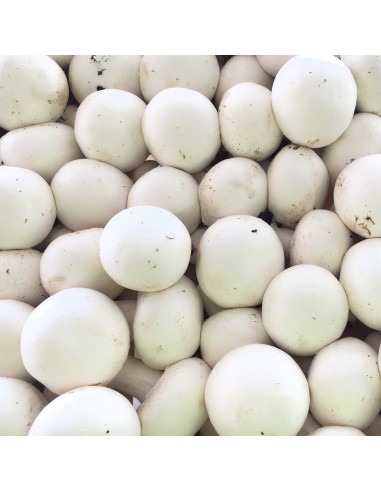 Funghi Champignon