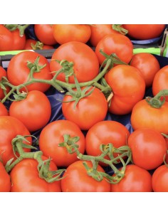 Pomodori Ramati 2