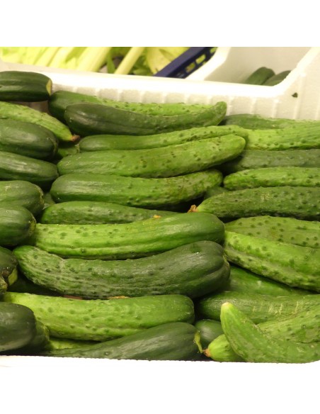 Cetrioli Piccoli Nostrani