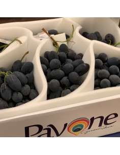 Uva Nera 2