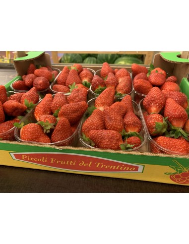Fragole Trentine