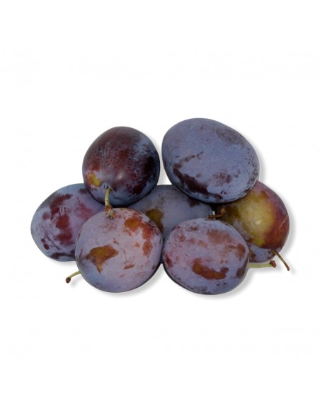 Susine Grosse Extra