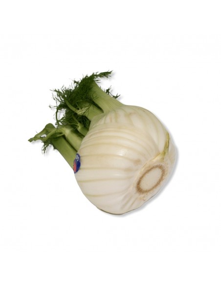 Finocchi