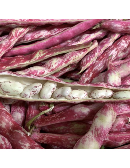 Fagioli Borlotti