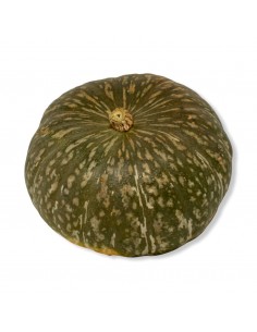 Zucca