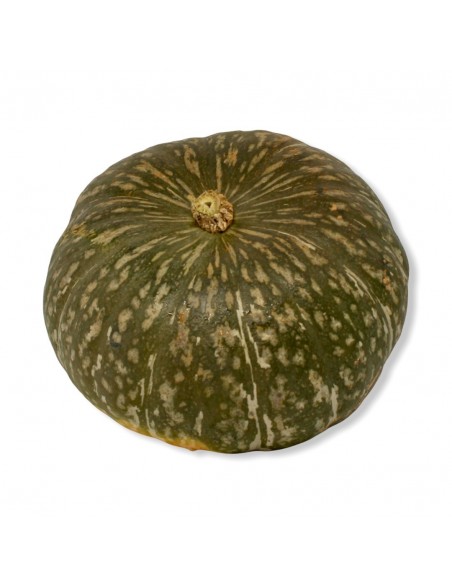 Zucca