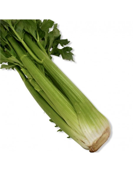 Sedano Verde
