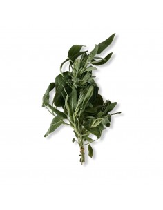 Salvia