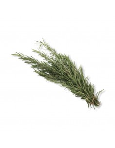 Rosmarino