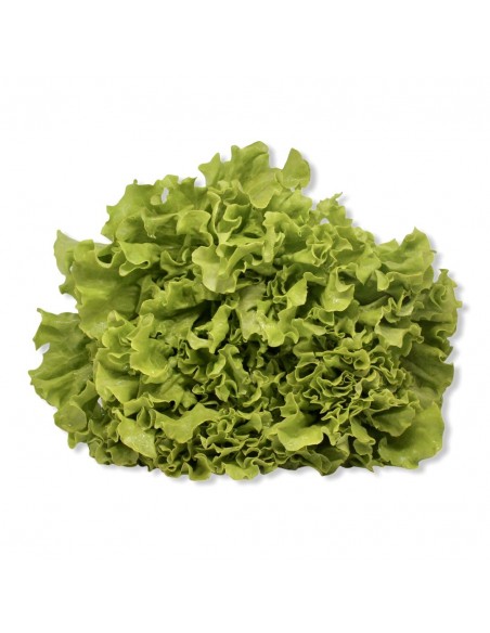 Insalata Gentilina