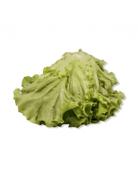 Insalata Gentilina