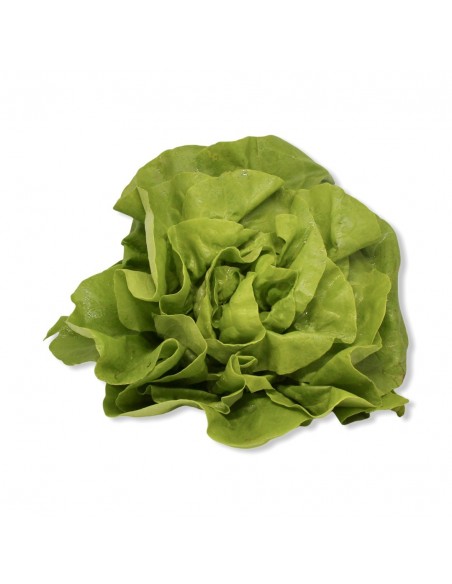 Lattuga