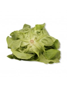 Lattuga 2