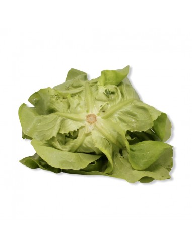 Lattuga