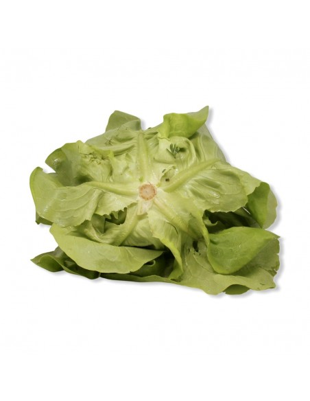 Lattuga