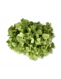 Insalata Lollo Verde