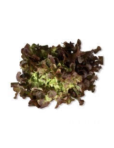 Insalata Lollo Rossa