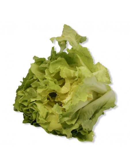 Insalata Scarola