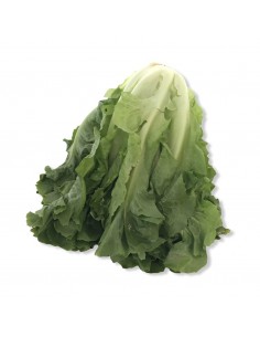 Scarola da Cuocere
