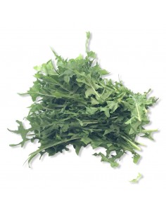 Cicoria Coltivata Pulita