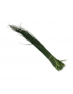 Erba Ciopollina