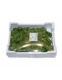 Basilica Pulito Box 200g