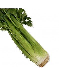 Sedano Verde