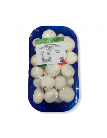 Funghi Champignon