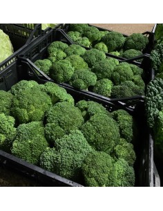 Broccoletto Verde 2