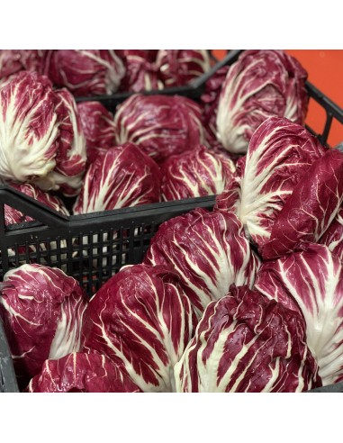 Radicchio Tondo