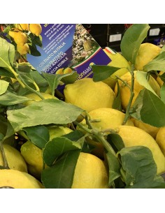 Limoni IGP di Rocca Imperiale 2