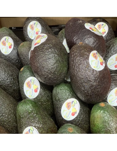 Avocado Hass