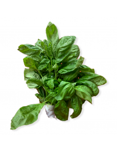 Basilico Nostrano Mazzi
