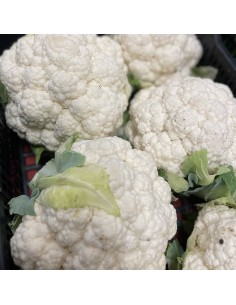 Cavolfiore Bianco 2
