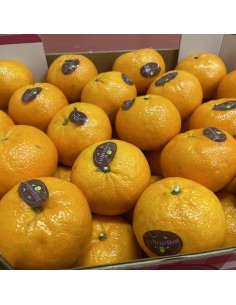 Clementine Jaffa 2