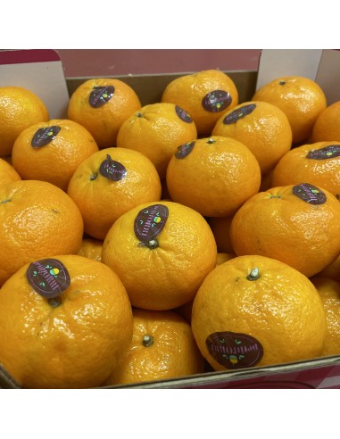 Clementine Orri