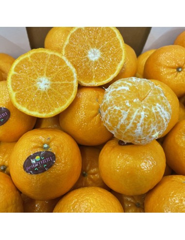 Clementine Orri