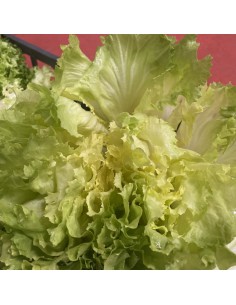 Insalata Scarola 2