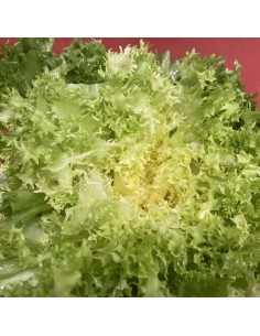 Insalata Riccia 2