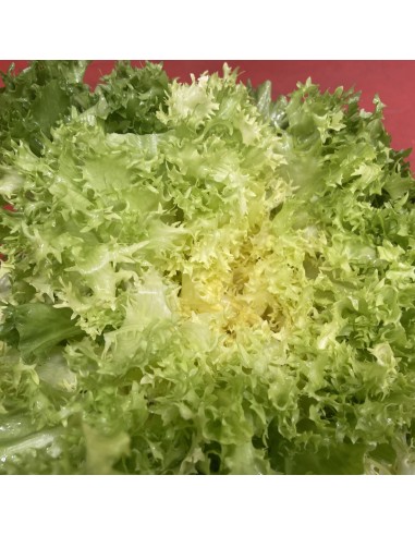 Insalata Riccia