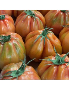 Pomodori Cuore di Bue Nostrani 2