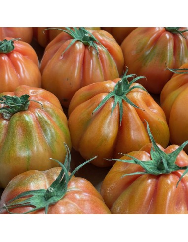 Pomodori Cuore di Bue Nostrani